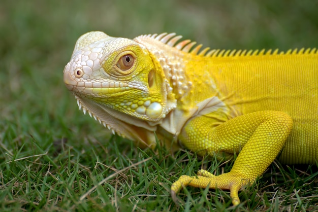 Iguana albina amarilla sobre la hierba