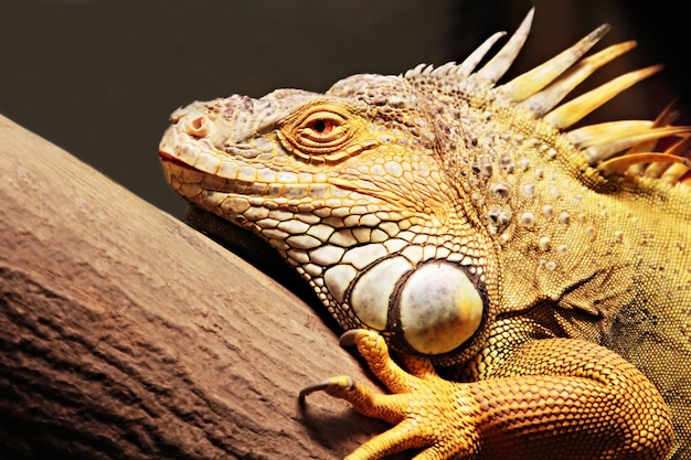 Iguana amarela