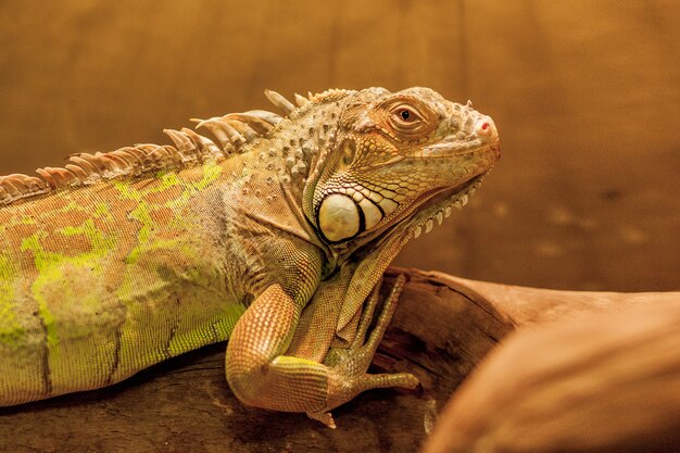 Iguana americana em cativeiro