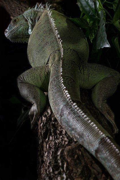 Foto iguana en un árbol arrastrándose y posando