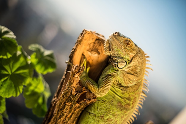 iguana arrastrándose sobre un trozo de madera y posando