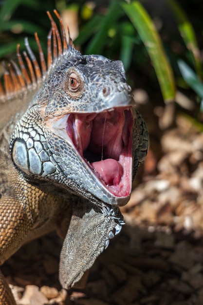 Iguana con la boca abierta