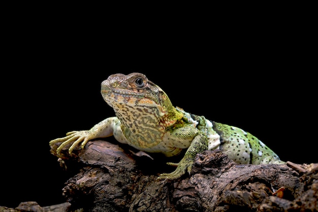 Iguana de cola espinosa en un árbol