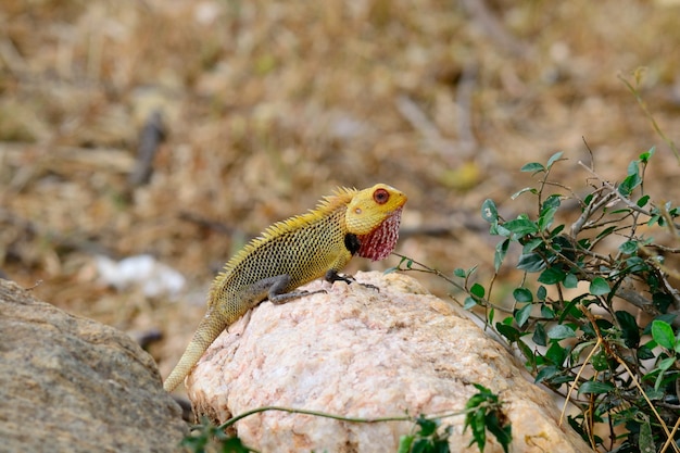 Foto iguana colorida en una piedra, sri lanka