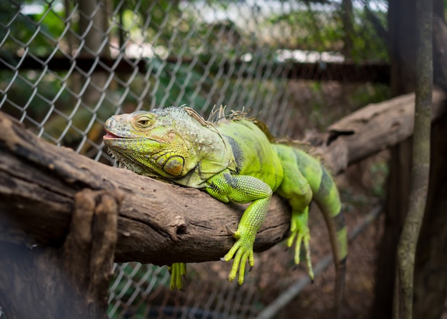 Iguana colorida en rama vieja en Tailandia