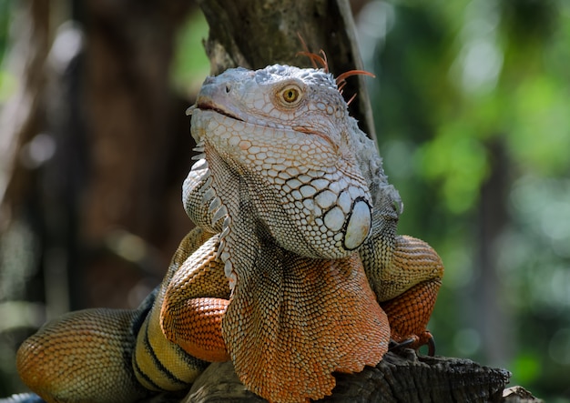 Iguana colorida