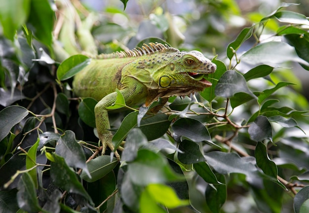 Iguana come folhas verdes em uma árvore. Réptil. Retrato de um lagarto. Macro