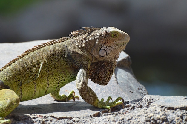 Foto una iguana común de gran apariencia en aruba.