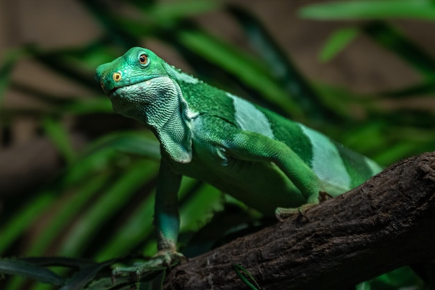 Iguana congregada de Fiji