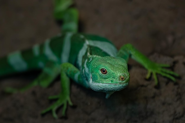 Iguana congregada de Fiji