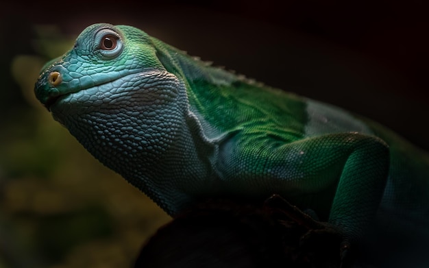 Iguana congregada de Fiji