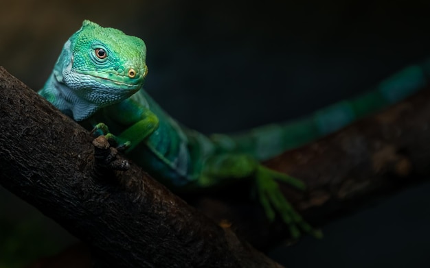 Iguana congregada de Fiji