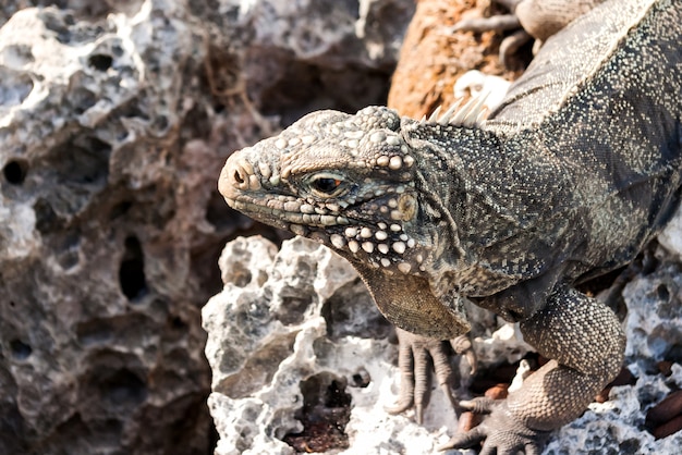 Iguana cubana (Cyclura nubile).