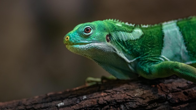 Iguana de faixas de Fiji