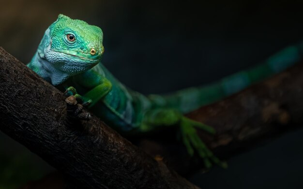 Iguana de faixas de Fiji