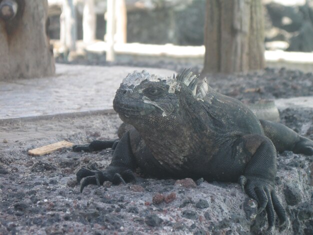 Iguana de galápagos