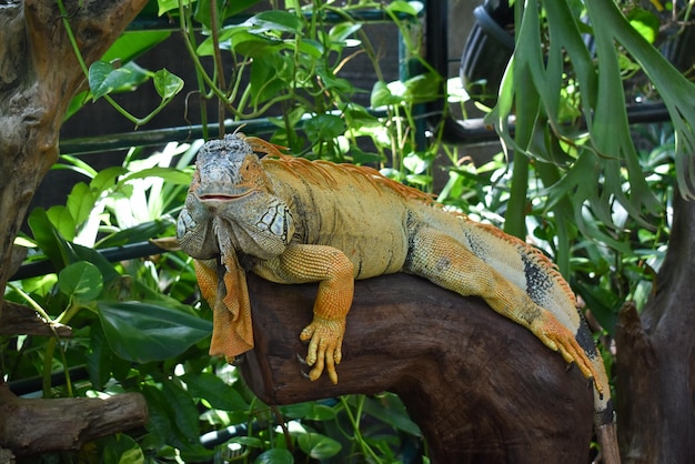 Foto iguana de lagarto no zoológico de yogyakarta