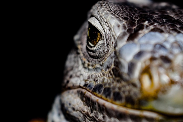 Foto iguana de perto