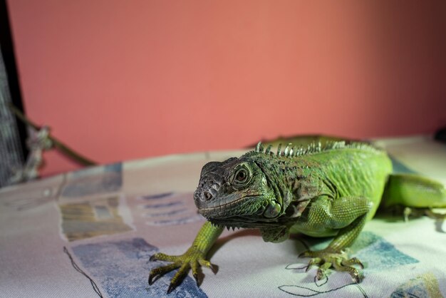 iguana descansando en la cama