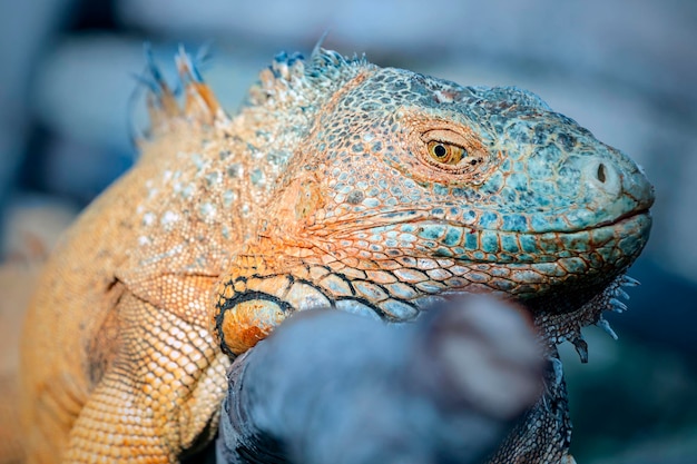 Iguana descansando sobre una rama Tailandia