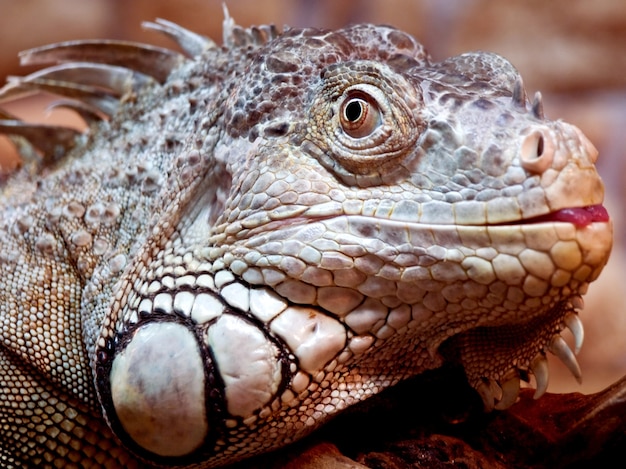 Iguana disparó a quemarropa