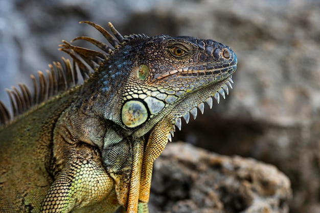 Iguana Drache Iguana Eidechse auf einem Stein Grüne Eidechsen Iguana große Iguana auf einer Natur