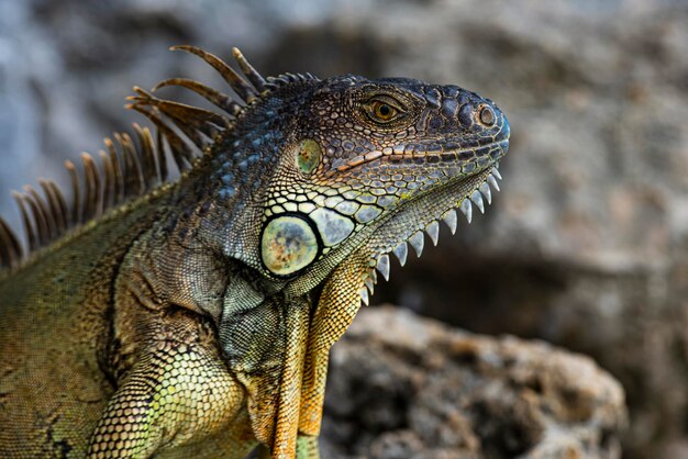 Iguana dragón iguana lagarto en una piedra lagartos verdes iguana gran iguana en una naturaleza