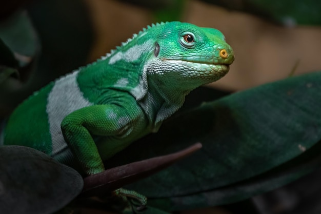 Iguana em faixas de Fiji