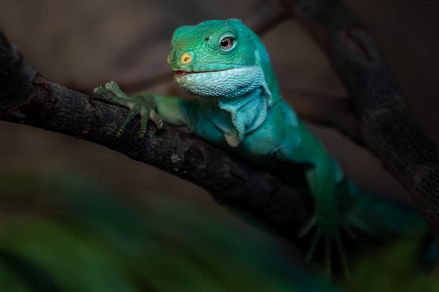 Iguana em faixas de Fiji