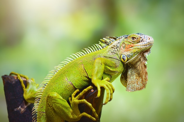 Iguana em galhos em jardim tropical