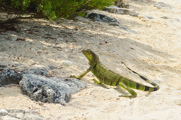 Foto iguana en la playa