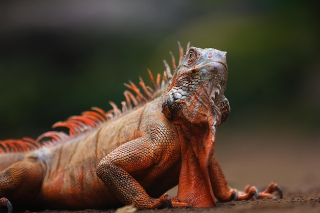 Iguana es un género de lagartos herbívoros que son nativos de las zonas tropicales de México América