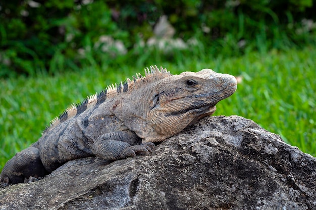 La iguana es un género de lagartos herbívoros. retrato de primer..