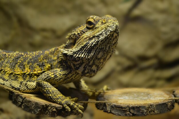 Iguana es un reptil lagarto de la familia de las iguanas