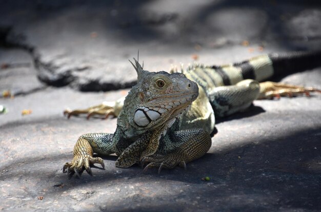 Foto iguana escalada descansando em uma grande rocha em um dia quente