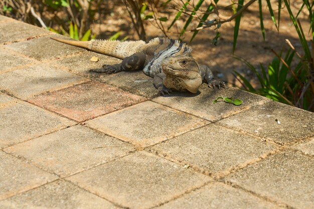 Iguana en el fondo de baldosas de piedra al sol