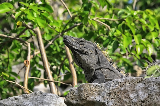 Iguana grande tomando el sol en México, animal yucatán