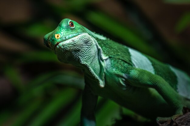 Foto iguana de las islas fiyi