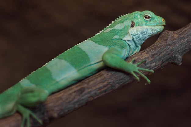 Iguana de las islas Fiyi