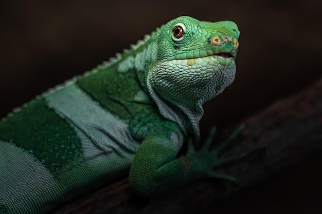 Iguana de las islas Fiyi