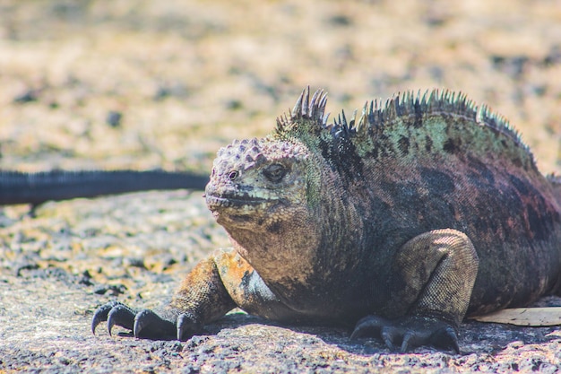 Foto iguana de las islas galápagos