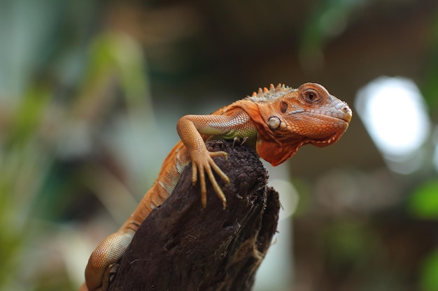 Iguana ist eine Gattung pflanzenfressender Eidechsen, die in den tropischen Gebieten Mexikos, Amerikas, der Karibik beheimatet sind