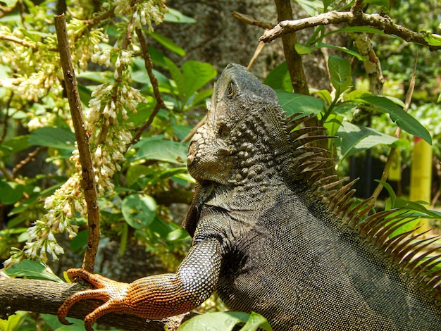 Iguana en jardín