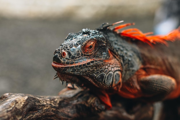 Iguana laranja cinza selvagem sentado em um galho de árvore na vida selvagem