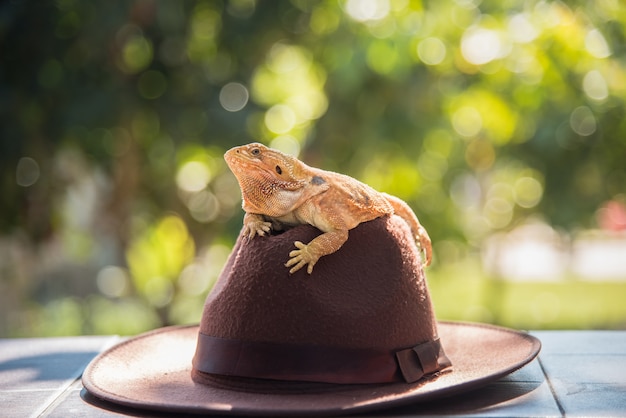 Iguana laranja no chapéu