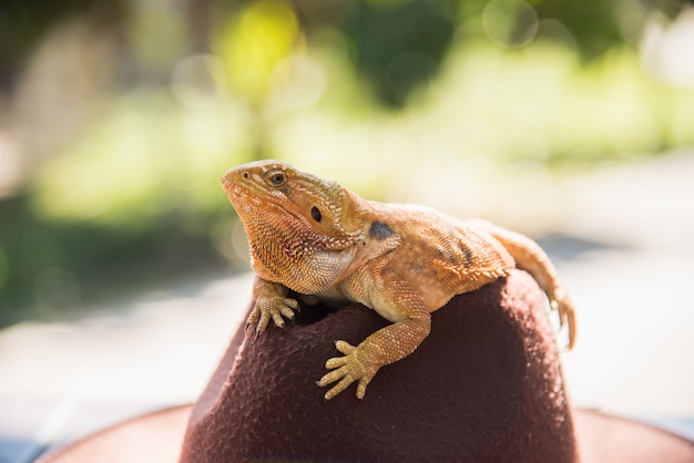 Iguana laranja no chapéu