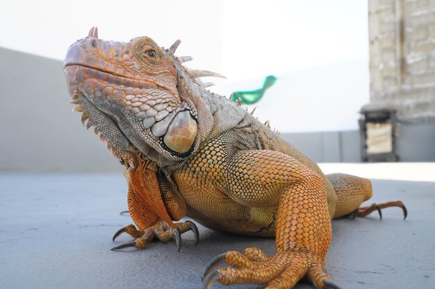 Iguana Macho Jovem Colorida