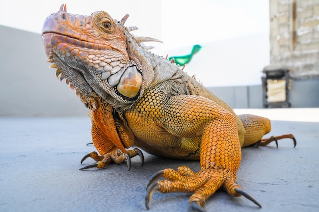 Iguana Macho Jovem Colorida