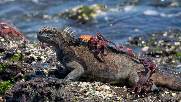 Iguana marina con un cangrejo rojo en la espalda está sentada sobre una piedra