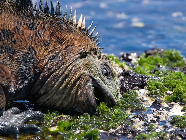 Iguana marina come algas en la orilla